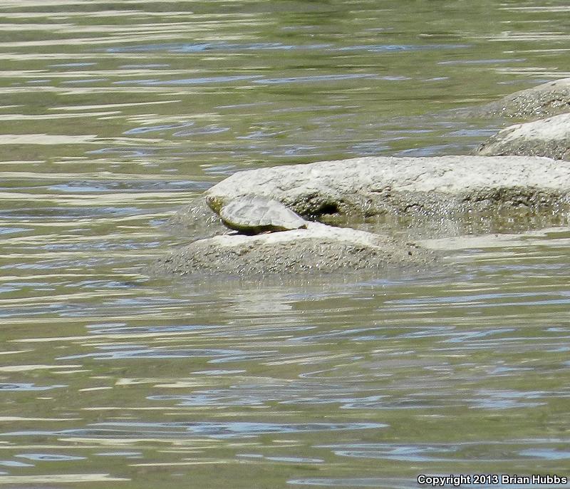 Texas Map Turtle (Graptemys versa)