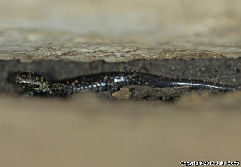 Pigeon Mountain Salamander (Plethodon petraeus)