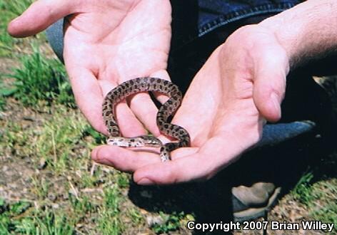 Prairie Kingsnake (Lampropeltis calligaster calligaster)