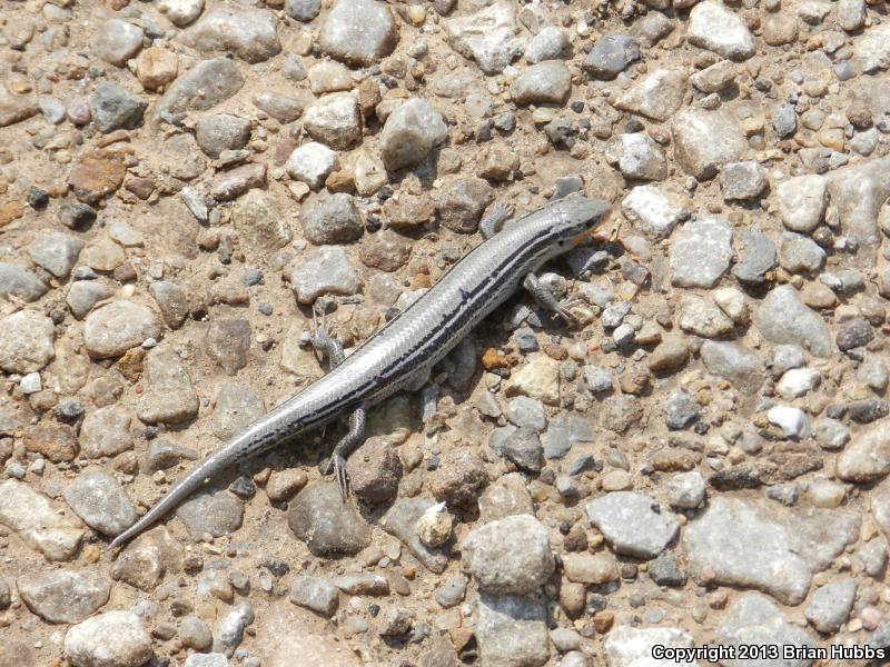 Northern Prairie Skink (Plestiodon septentrionalis septentrionalis)