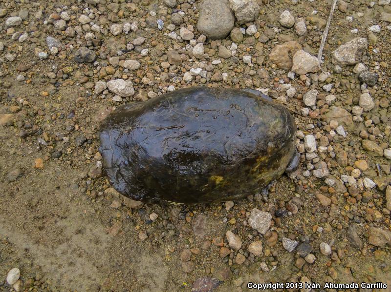 Mexican Mud Turtle (Kinosternon integrum)