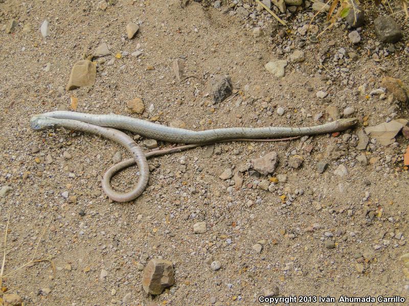 Mexican Whipsnake (Coluber mentovarius striolatus)