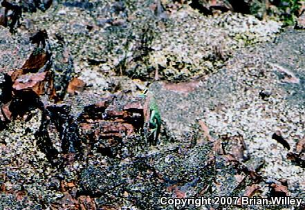 Eastern Collared Lizard (Crotaphytus collaris)