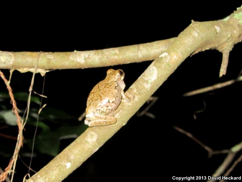 Western Bird-voiced Treefrog (Hyla avivoca avivoca)