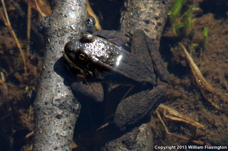 Sierra Nevada Yellow-legged Frog (Rana sierrae)