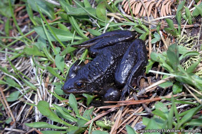 Sierra Nevada Yellow-legged Frog (Rana sierrae)