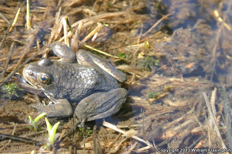 Sierra Nevada Yellow-legged Frog (Rana sierrae)