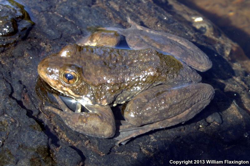 Sierra Nevada Yellow-legged Frog (Rana sierrae)