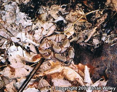 Osage Copperhead (Agkistrodon contortrix phaeogaster)