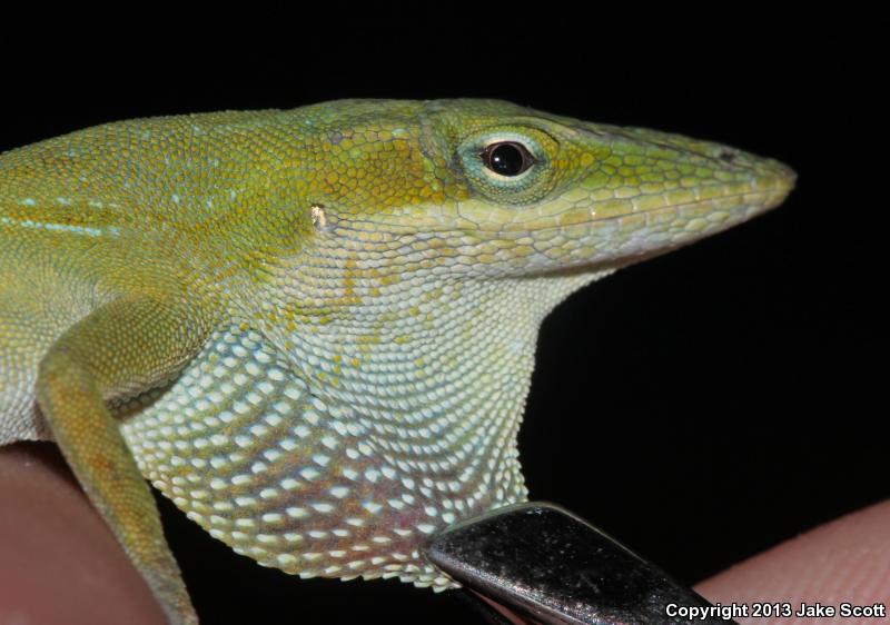 Southern Green Anole (Anolis carolinensis seminolus)