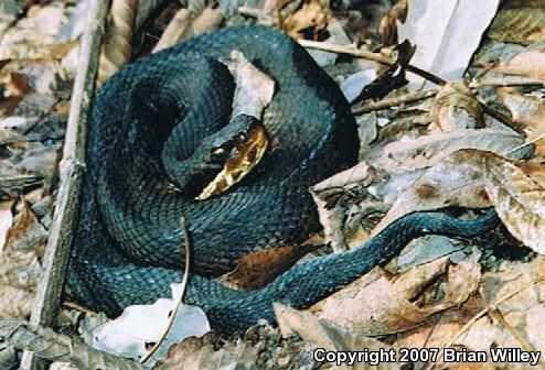 Western Cottonmouth (Agkistrodon piscivorus leucostoma)