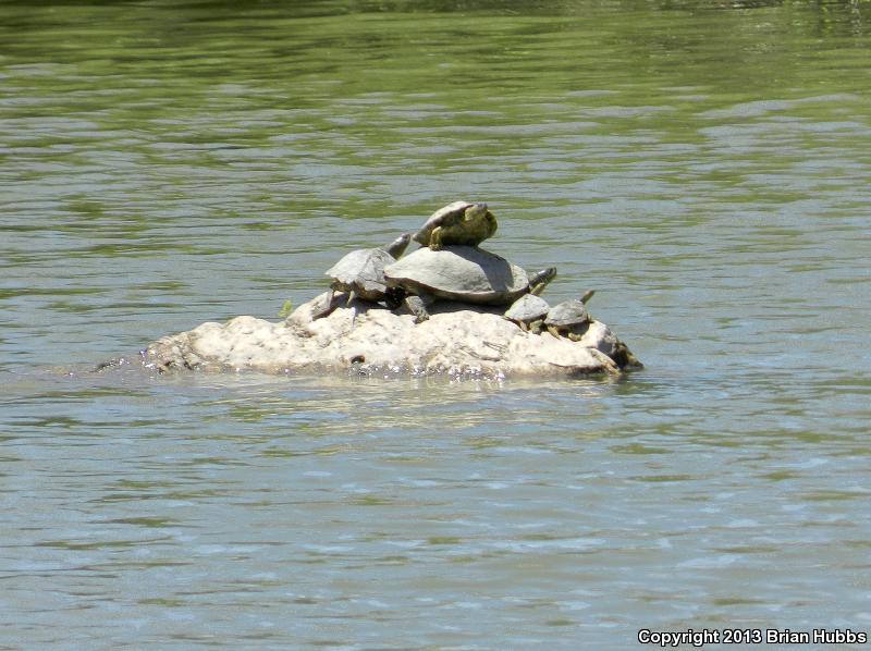 Texas Map Turtle (Graptemys versa)