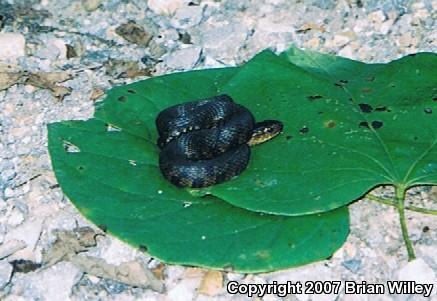 Mississippi Green Watersnake (Nerodia cyclopion)