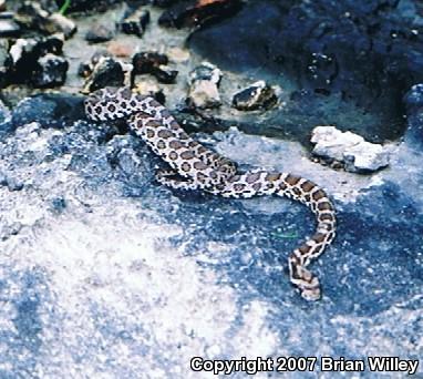 Great Plains Ratsnake (Pantherophis emoryi)