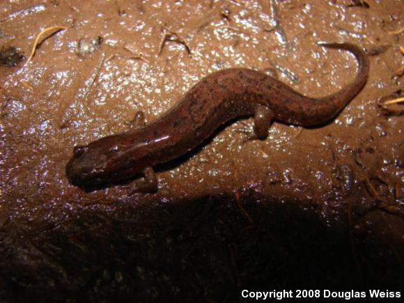 Northern Dusky Salamander (Desmognathus fuscus)