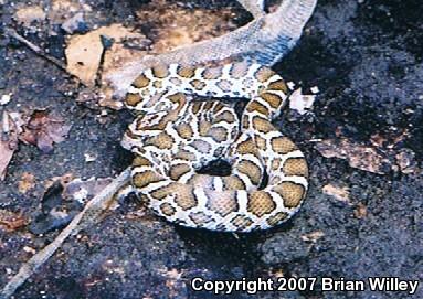 Great Plains Ratsnake (Pantherophis emoryi)