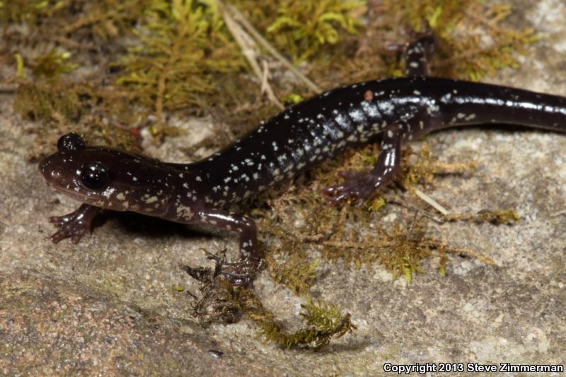 Cow Knob Salamander (Plethodon punctatus)