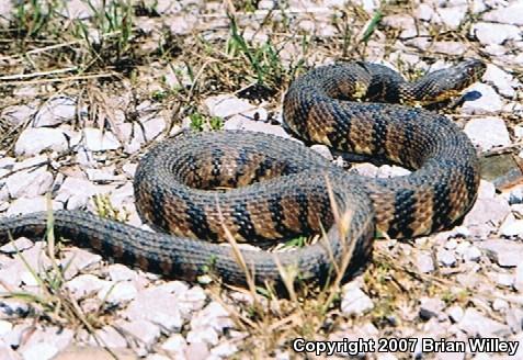 Diamond-backed Watersnake (Nerodia rhombifer rhombifer)