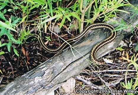 Eastern Gartersnake (Thamnophis sirtalis sirtalis)