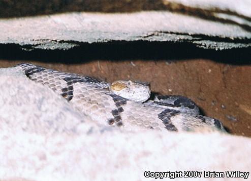 Timber Rattlesnake (Crotalus horridus)