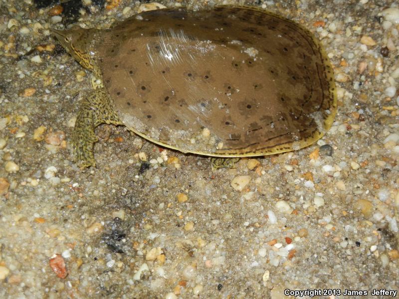 Gulf Coast Spiny Softshell (Apalone spinifera aspera)