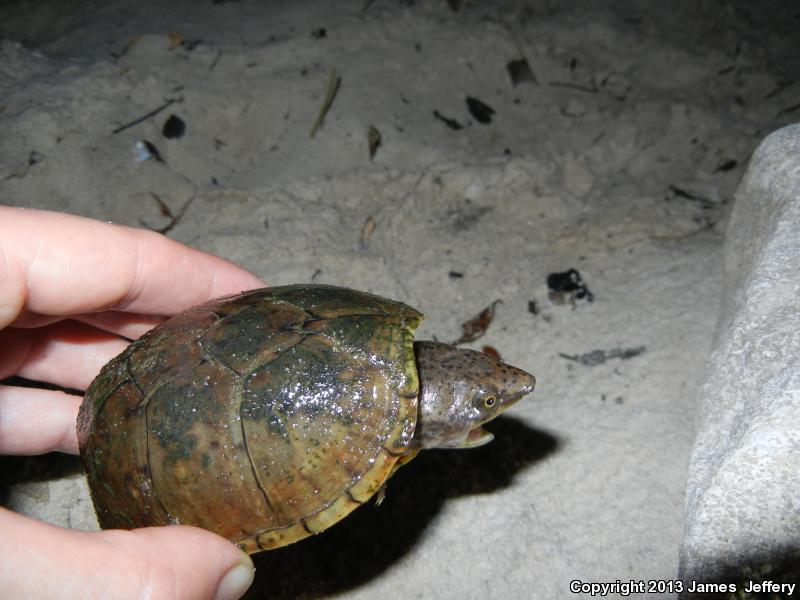 Loggerhead Musk Turtle (Sternotherus minor minor)