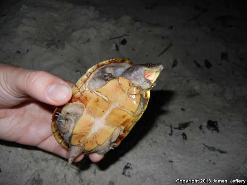 Loggerhead Musk Turtle (Sternotherus minor minor)