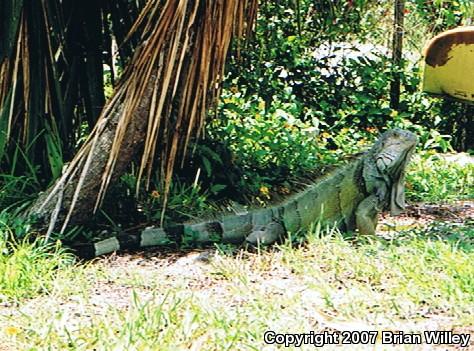 Green Iguana (Iguana iguana)