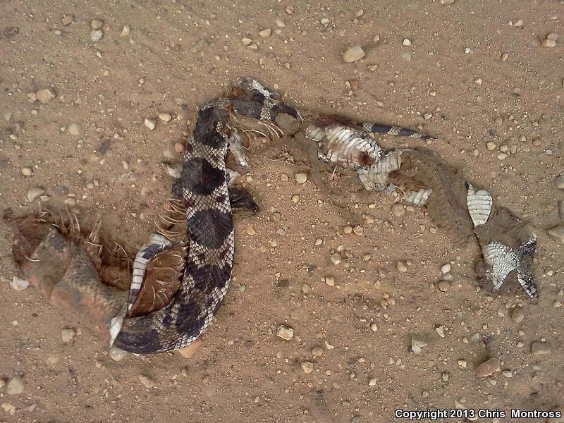 Northern Pinesnake (Pituophis melanoleucus melanoleucus)