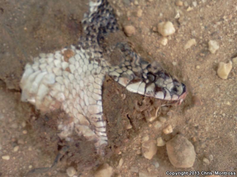 Northern Pinesnake (Pituophis melanoleucus melanoleucus)