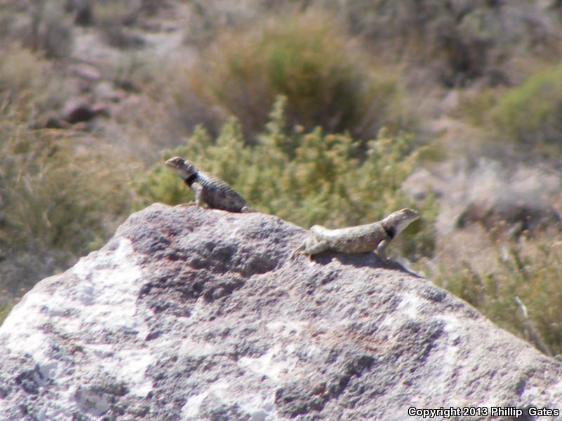 Barred Spiny Lizard (Sceloporus magister transversus)