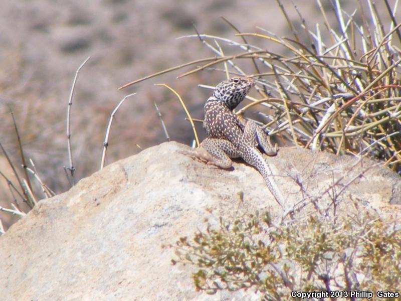 Desert Collared Lizard (Crotaphytus insularis)