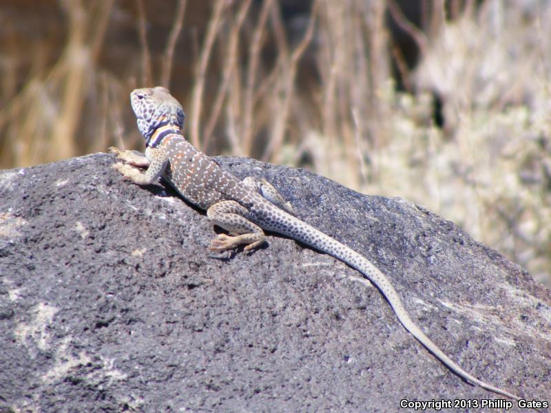 Desert Collared Lizard (Crotaphytus insularis)