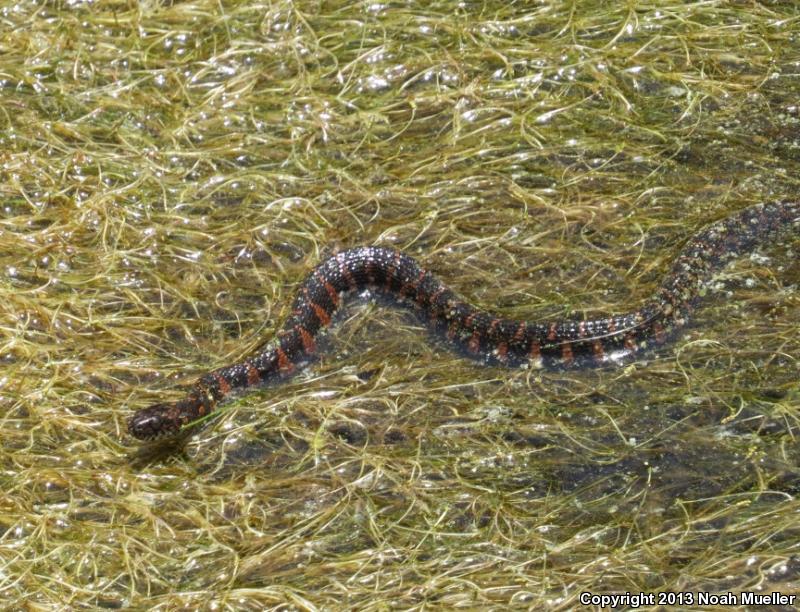 Carolina Watersnake (Nerodia sipedon williamengelsi)