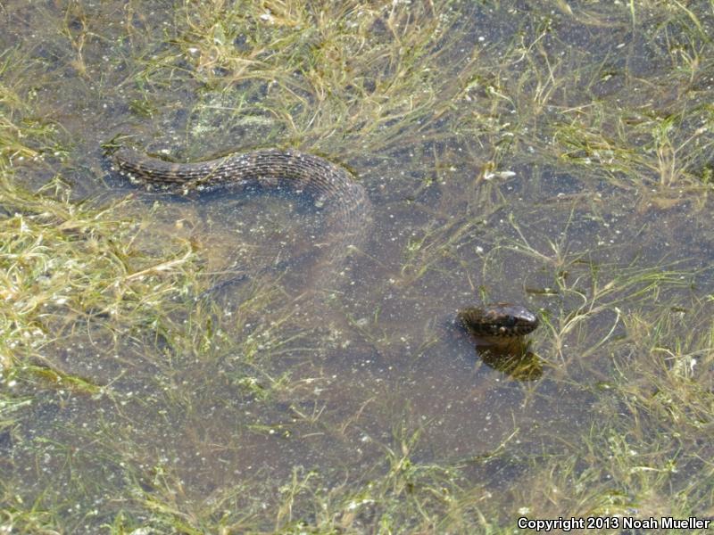 Carolina Watersnake (Nerodia sipedon williamengelsi)