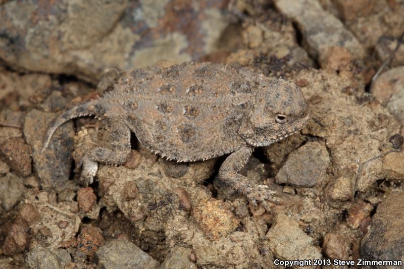 Pygmy Short-horned Lizard (Phrynosoma douglasii)