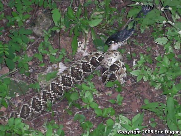 Mexican West Coast Rattlesnake (Crotalus basiliscus)