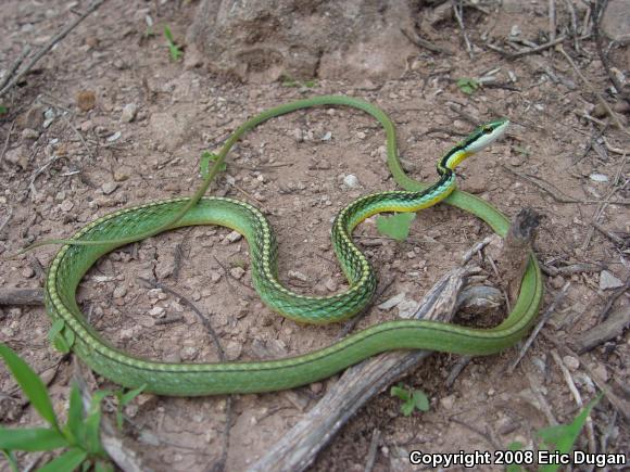 Pacific Coast Parrot Snake (Leptophis diplotropis)