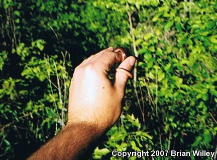 Midwestern Wormsnake (Carphophis amoenus helenae)