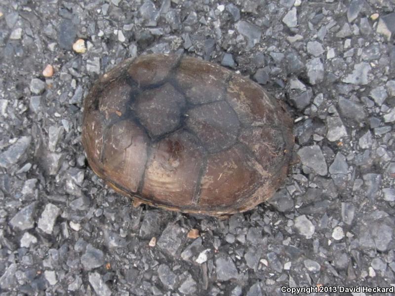 Mississippi Mud Turtle (Kinosternon subrubrum hippocrepis)