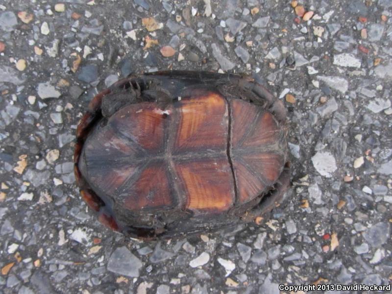 Mississippi Mud Turtle (Kinosternon subrubrum hippocrepis)