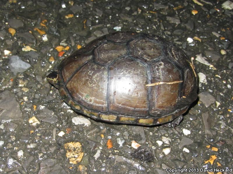 Mississippi Mud Turtle (Kinosternon subrubrum hippocrepis)