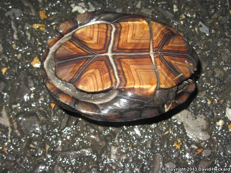 Mississippi Mud Turtle (Kinosternon subrubrum hippocrepis)