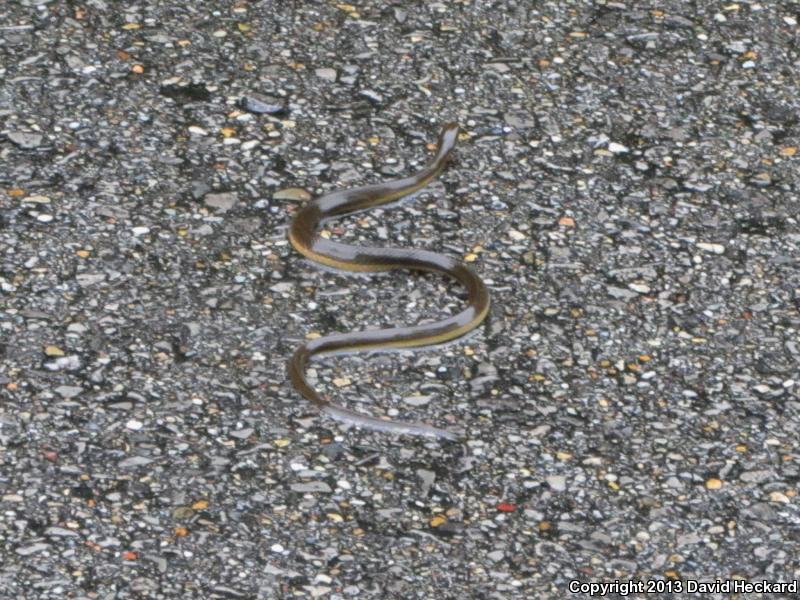 Gulf Crayfish Snake (Regina rigida sinicola)