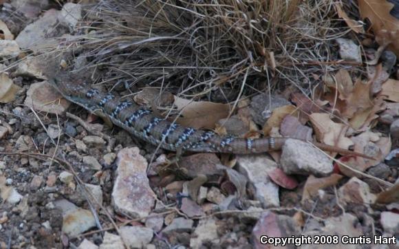 Texas Alligator Lizard (Gerrhonotus infernalis)