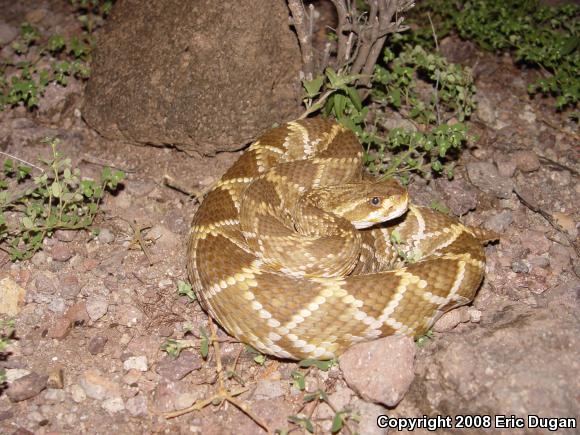 Mexican West Coast Rattlesnake (Crotalus basiliscus)