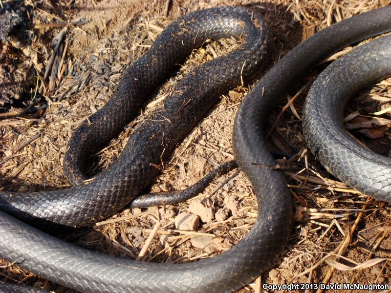 coluber constrictor foxii poisonous coluber constrictor foxii poisonous