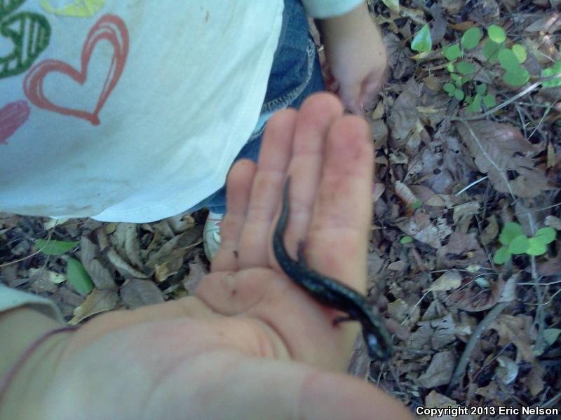 Chattahoochee Slimy Salamander (Plethodon chattahoochee)