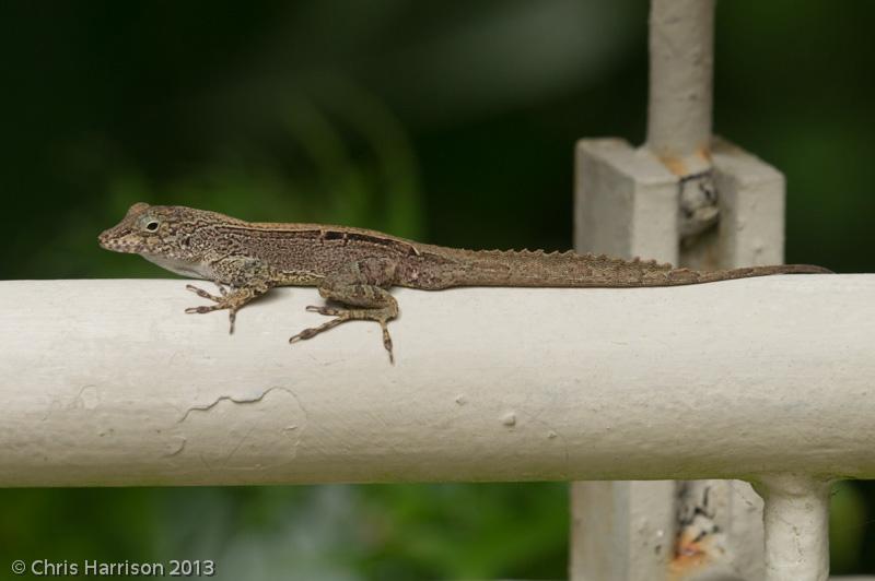 Puerto Rican Crested Anole (Anolis cristatellus cristatellus)