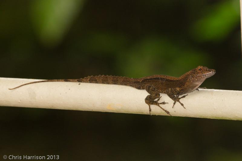 Puerto Rican Crested Anole (Anolis cristatellus cristatellus)